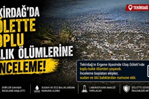 Tekirdağ'da gölette toplu balık ölümlerine inceleme