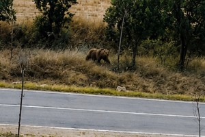 Belediye başkanından vatandaşlara ‘bozayı’ uyarısı