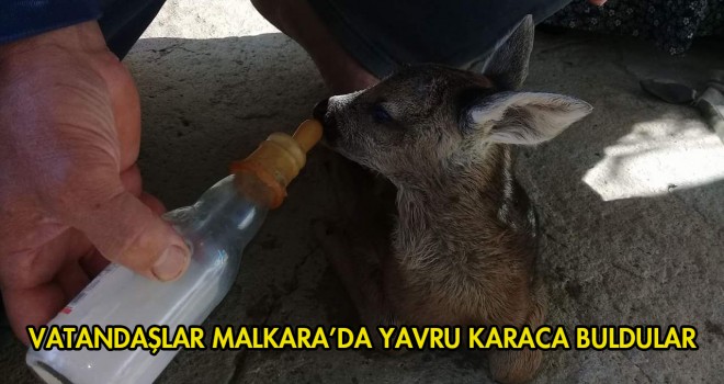 Elmalı’da Yavru Karaca Bulundu