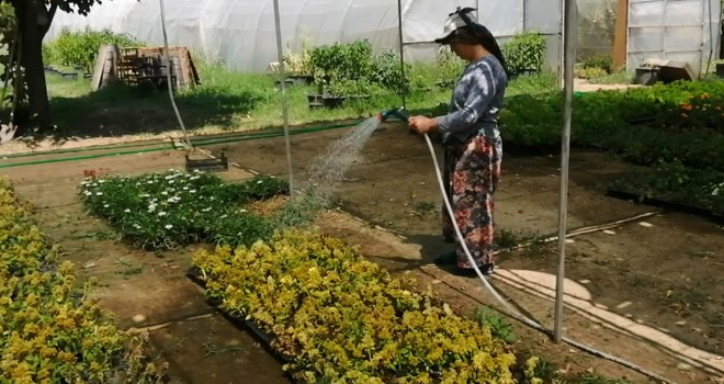 Kendi Seralarında Kendi Çiçeklerini Üretiyorlar