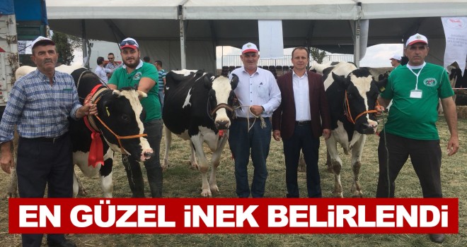 Tekirdağ’da Damızlık İnek Yarışması
