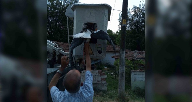 Elektrik Tellerine Takılan Leylek Kurtarıldı