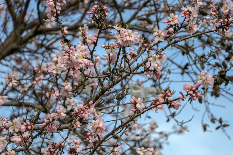 Kış ortasında ağaçlar çiçek açtı