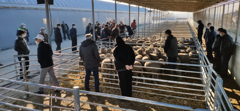 Trakya’da koyun ve keçilerin verimliliği artırılacak