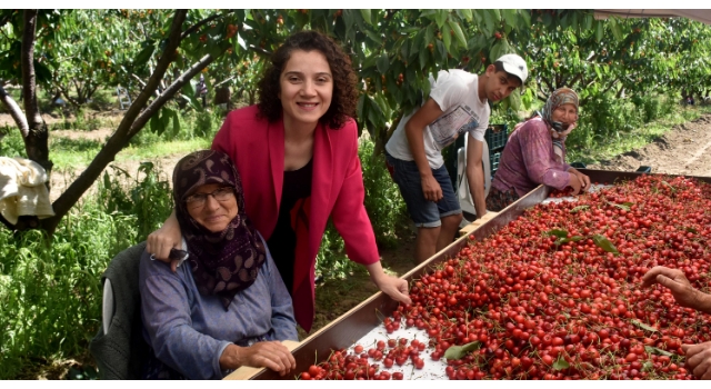 Enez'de 'Çeribaşı kirazı' hasadı başladı