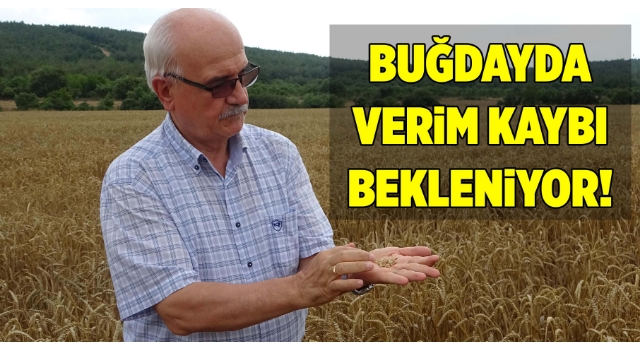 Trakya'da buğdayda verim kaybı bekleniyor