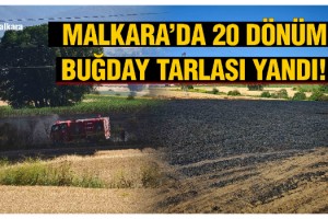 Malkara'da buğday tarlasında yangın: 20 dönüm kül oldu