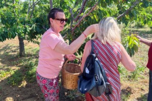 Perihan Savaş, Şarköy'de kiraz hasadına katıldı