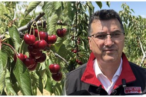 Tekirdağ kirazında 3 bin ton rekolte bekleniyor