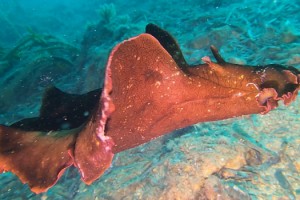 Saros Körfezi’nde 'İspanyol dansçısı' balığı görüntülendi