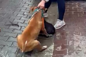 Pitbull’un saldırdığı ‘Reis’ isimli köpek, ağır yaralandı