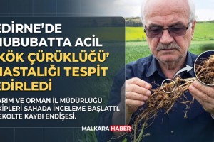 Edirne’de hububatta ‘kök çürüklüğü’ hastalığı görüldü