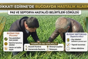 Edirne’de buğdayda pas ve septorya hastalığı belirtileri görüldü